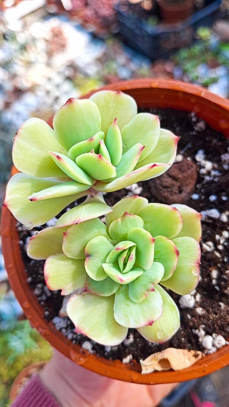Echeveria Mocha Variegata korean