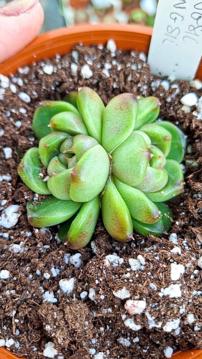 Echeveria mongsil-i korean