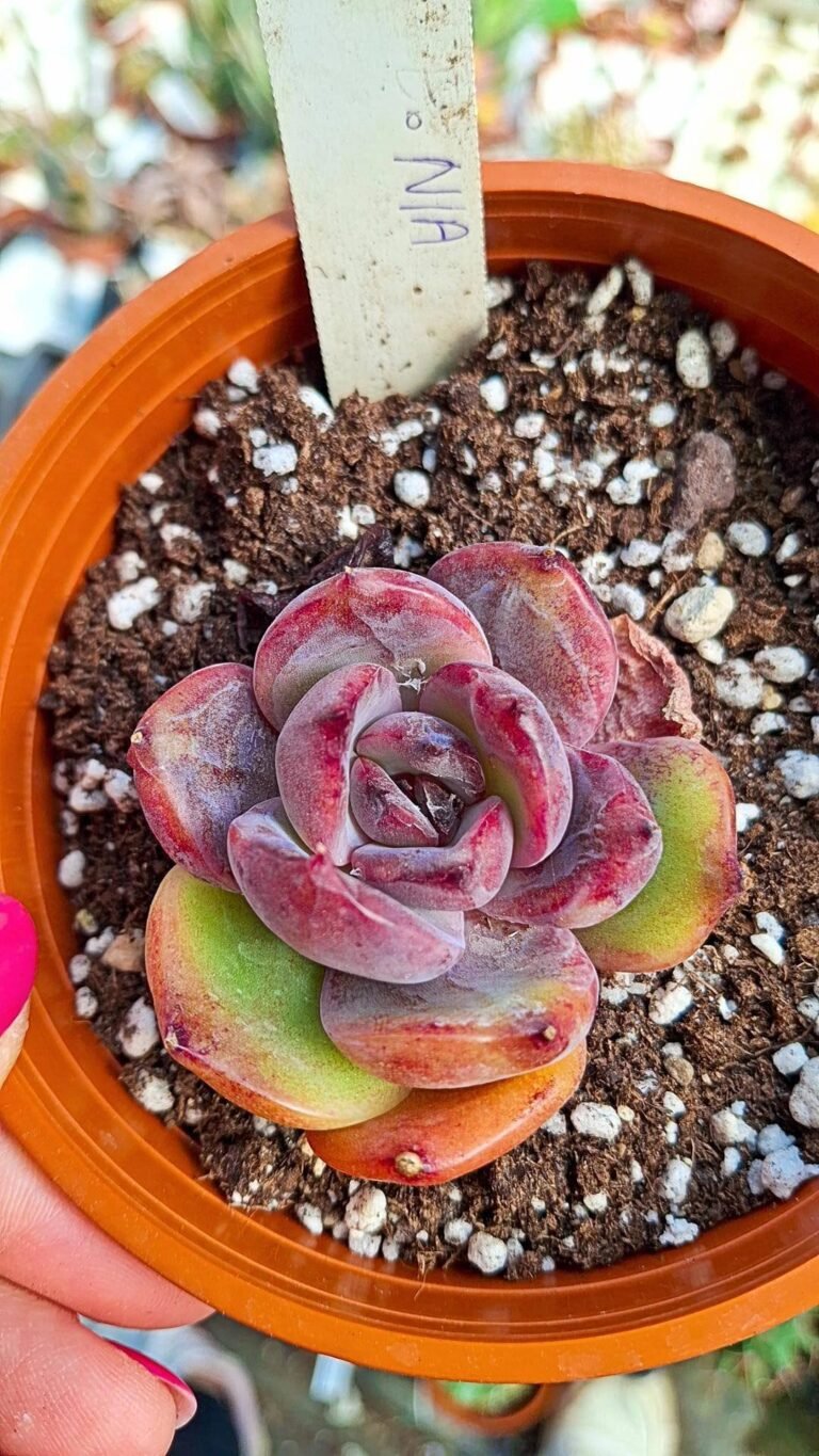 Siracactus-succulente-Echeveria-nia-korean.jpg