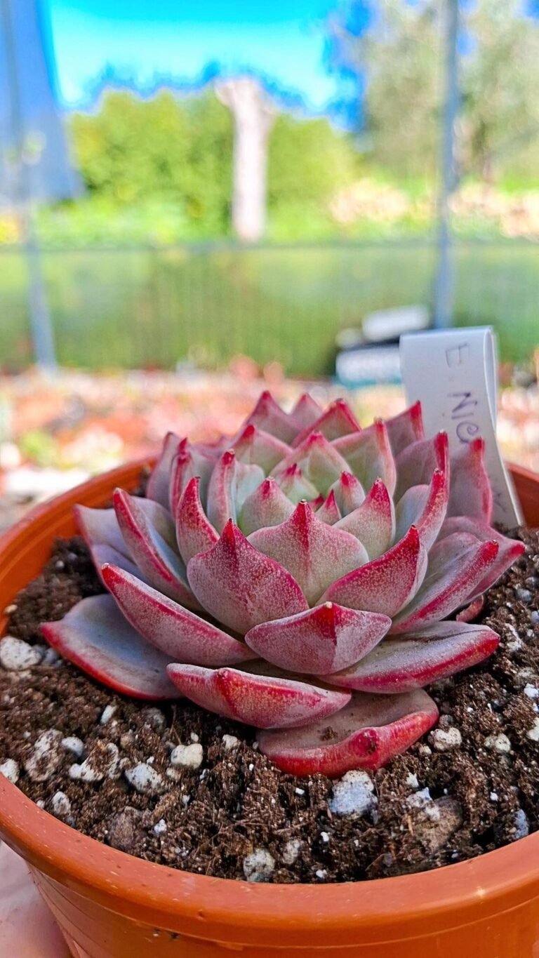 Echeveria nicholas korean