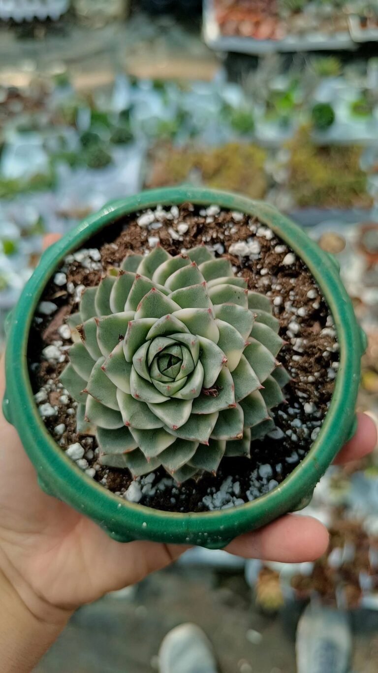 Siracactus-succulente-Echeveria-orilvilla-Variegata-korean.jpg