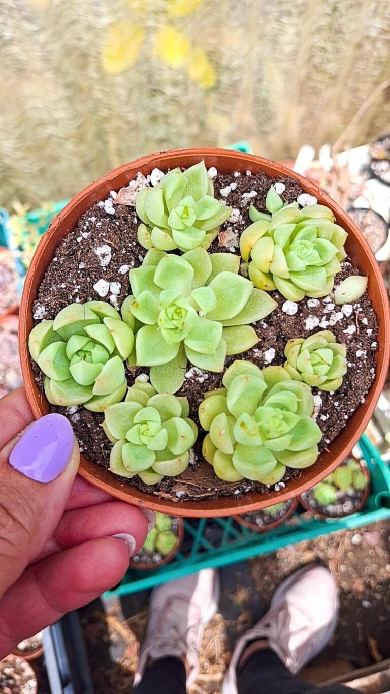 Echeveria Pandora cluster