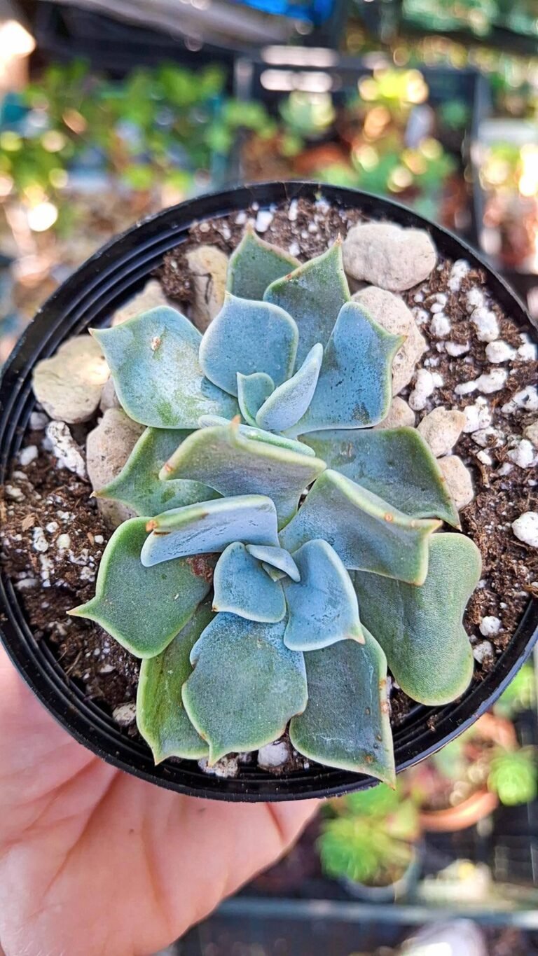 Echeveria Petit reine
