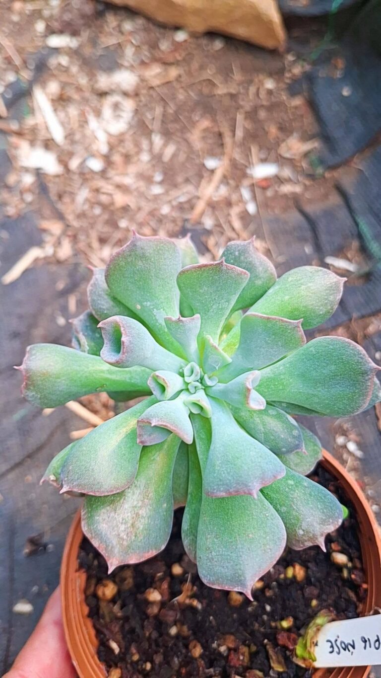 Echeveria “pig nose”