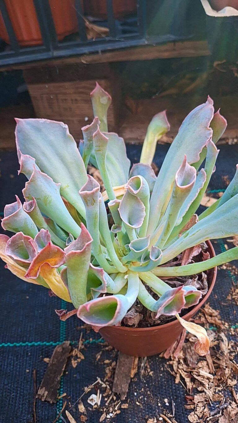 Echeveria pinky trumpet
