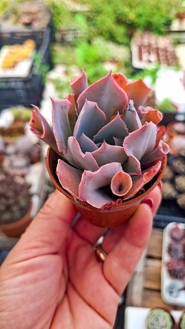 Echeveria Trumpet Pinky Korean