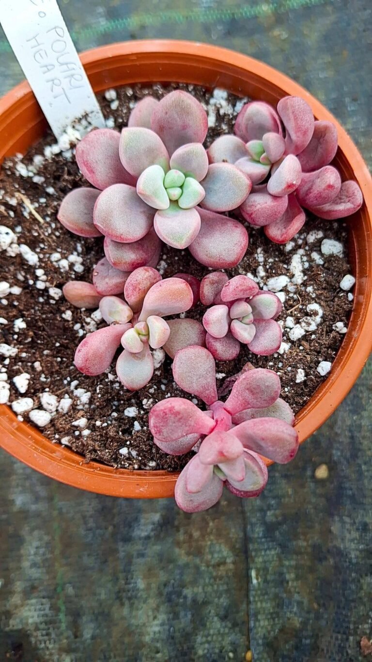 Echeveria polari Heart Korean