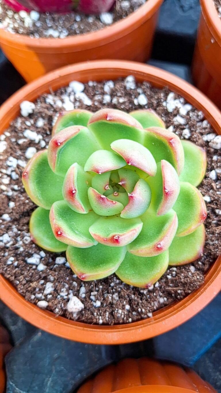 Echeveria polaroid anna korean