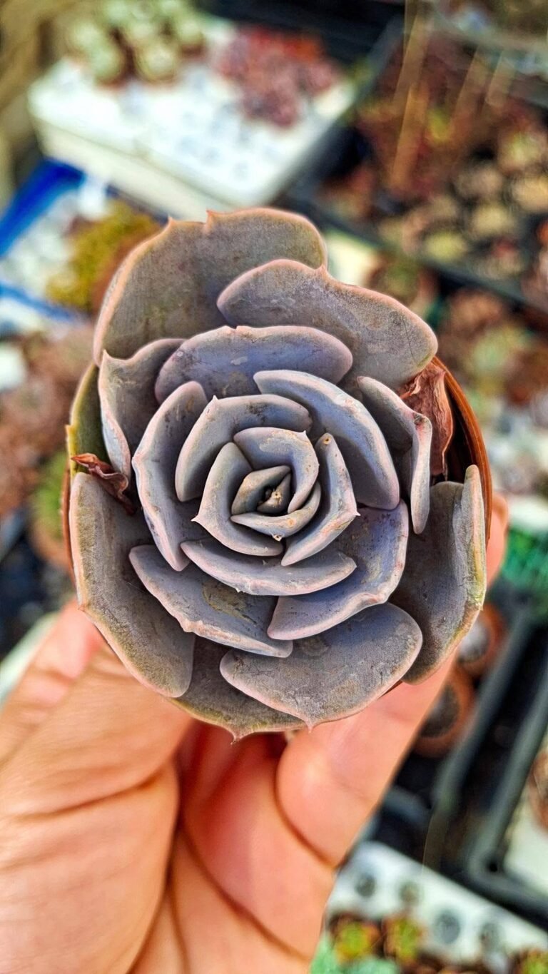 Echeveria Pollux