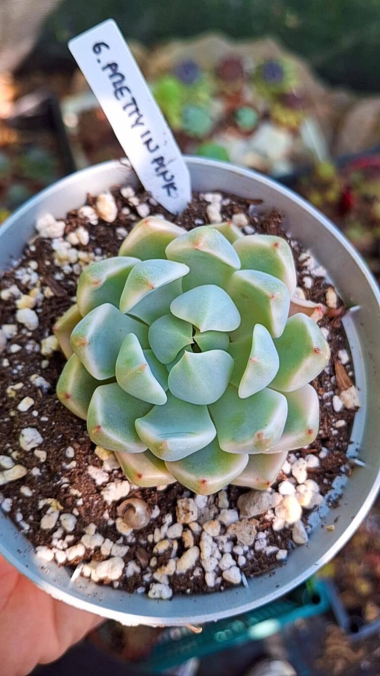 Echeveria pretty in Pink Variegata korean