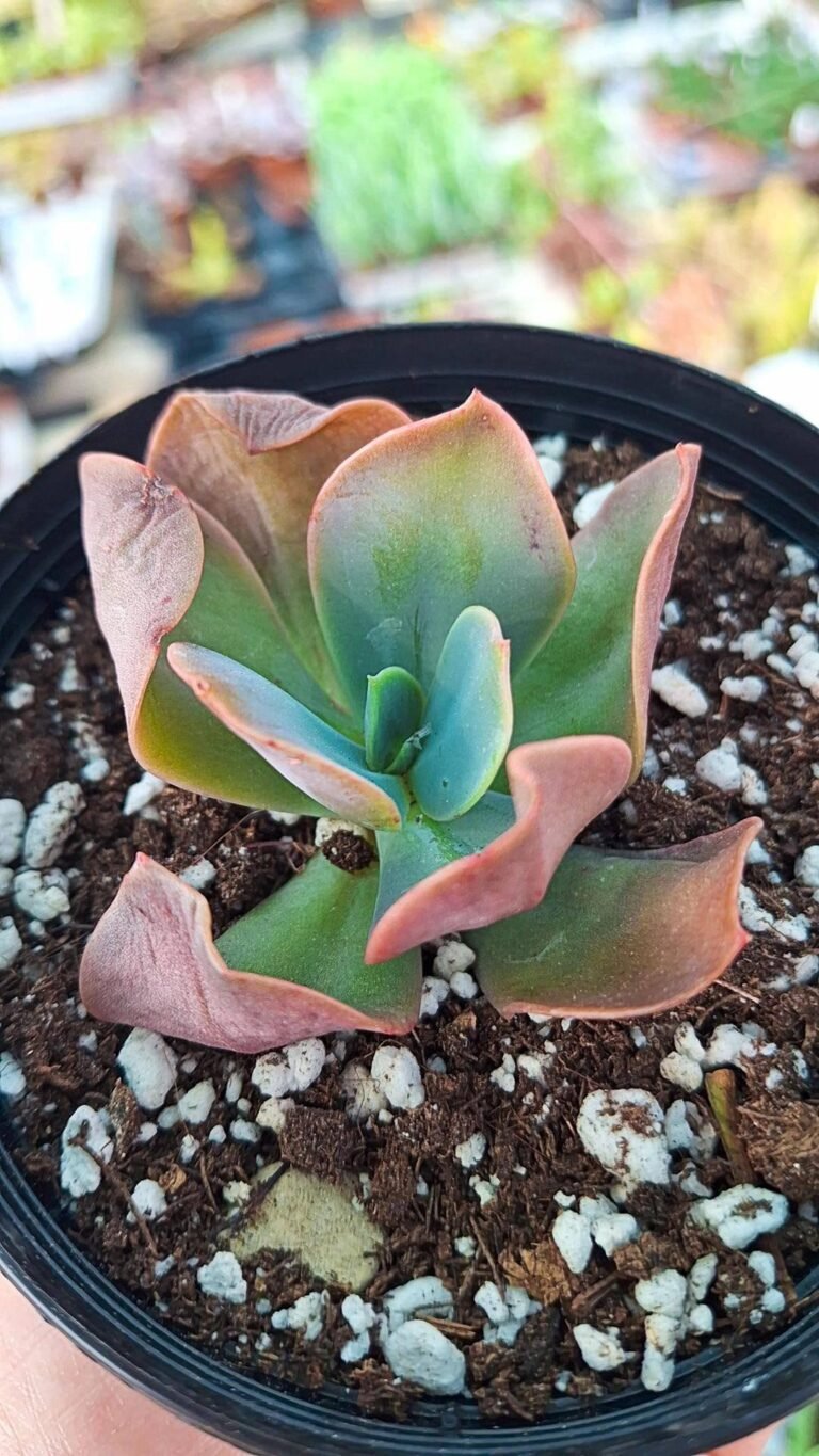 Echeveria primadonna x rzedowskii
