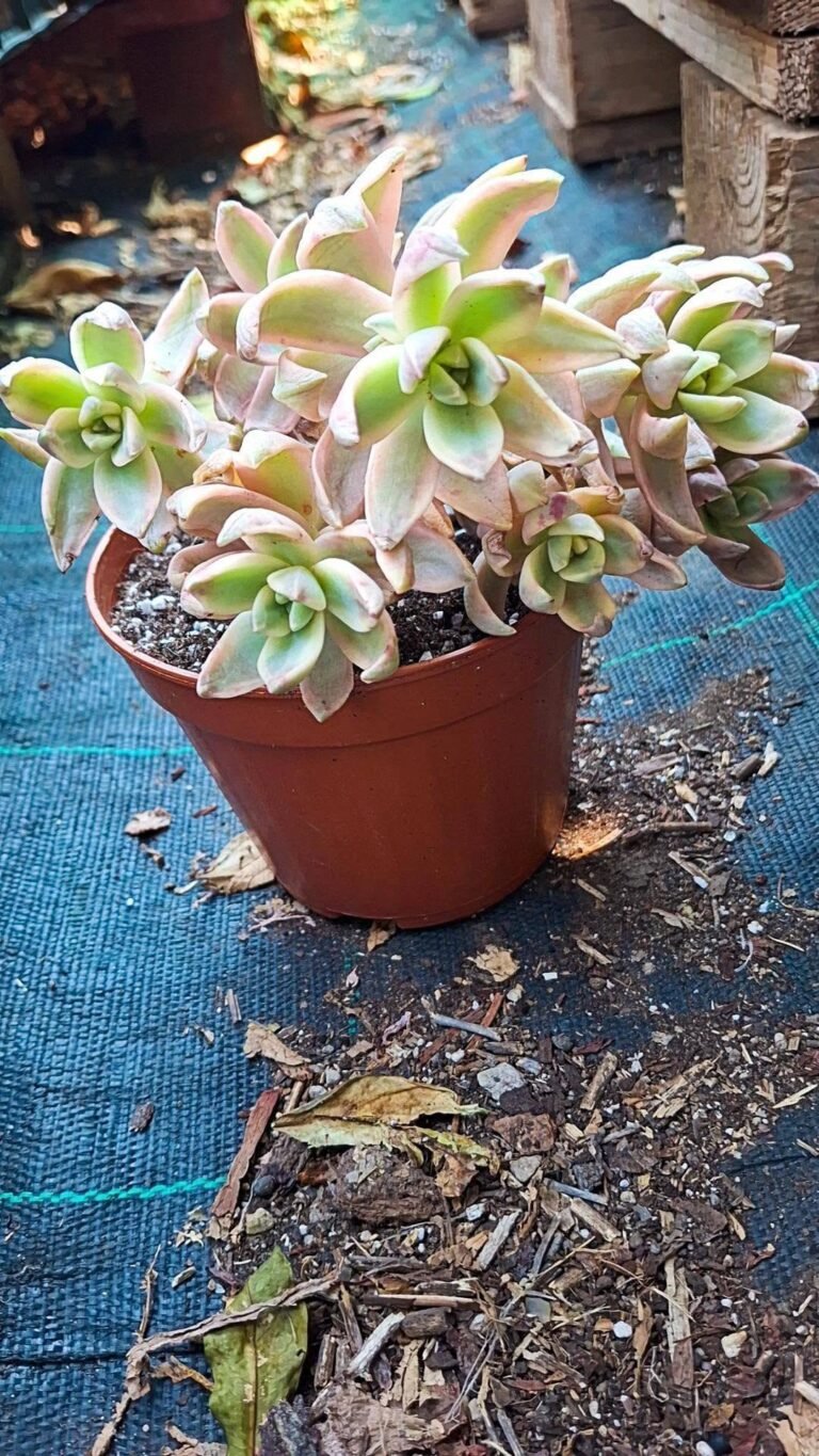 Echeveria pudding Variegata cluster korean