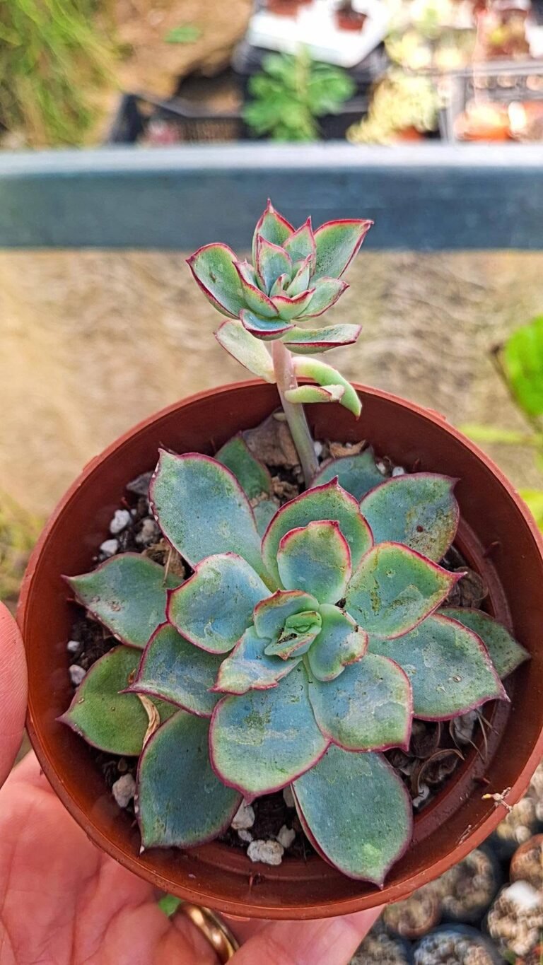 Echeveria Pulidonis