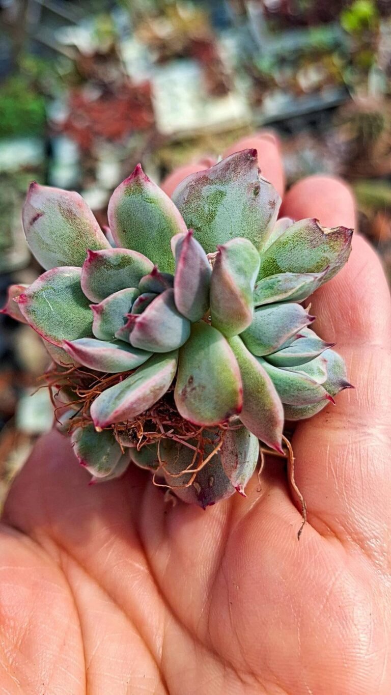 Siracactus-succulente-Echeveria-pulidonis-White-Variegata-korean.jpg