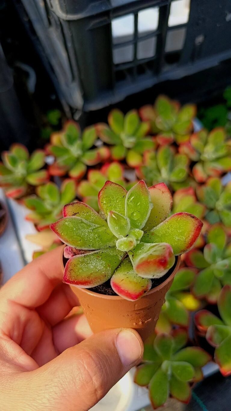 Echeveria Pulvinata