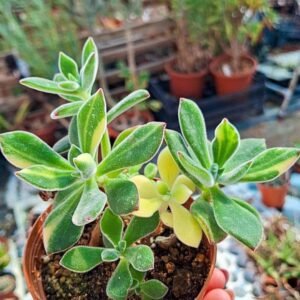 Echeveria pulvinata Oliver Variegata korean