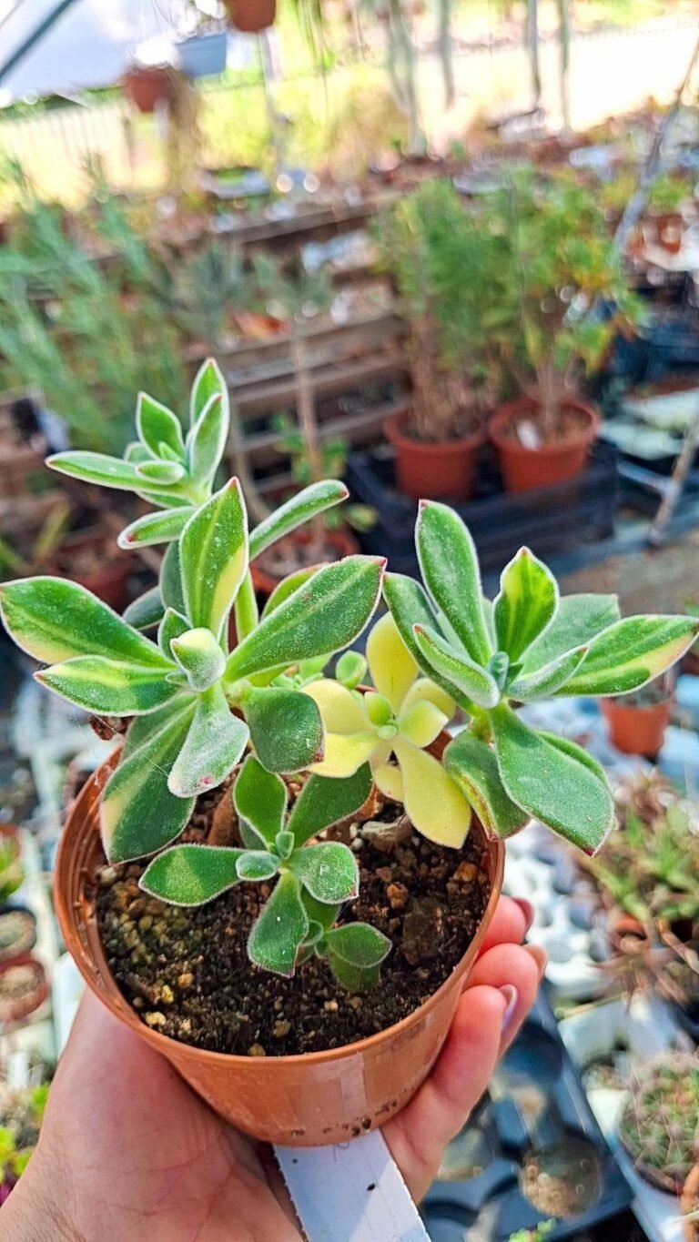 Echeveria pulvinata Oliver Variegata korean