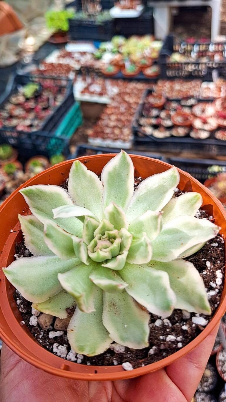 Echeveria purple Butterfly Variegata korean