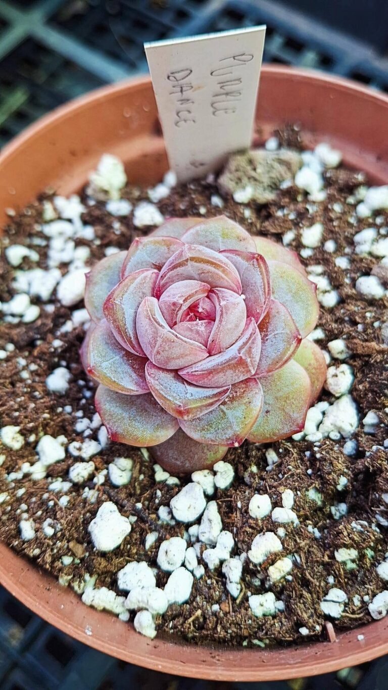 Siracactus-succulente-Echeveria-purple-dance-korean-1.jpg