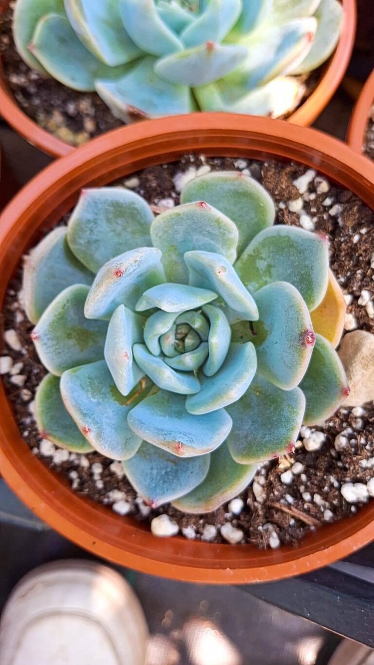 Echeveria Purple heart korean