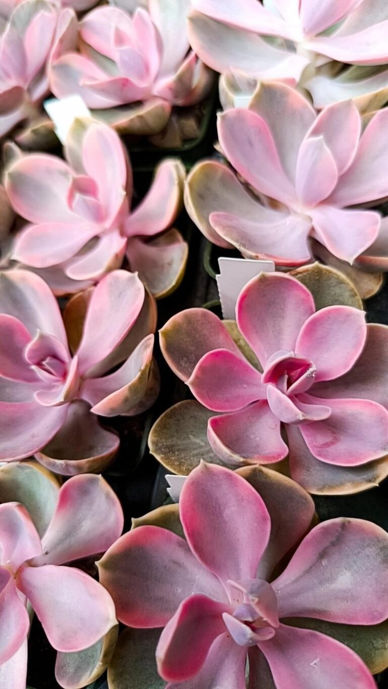 Echeveria rainbow perla di Norimberga variegata