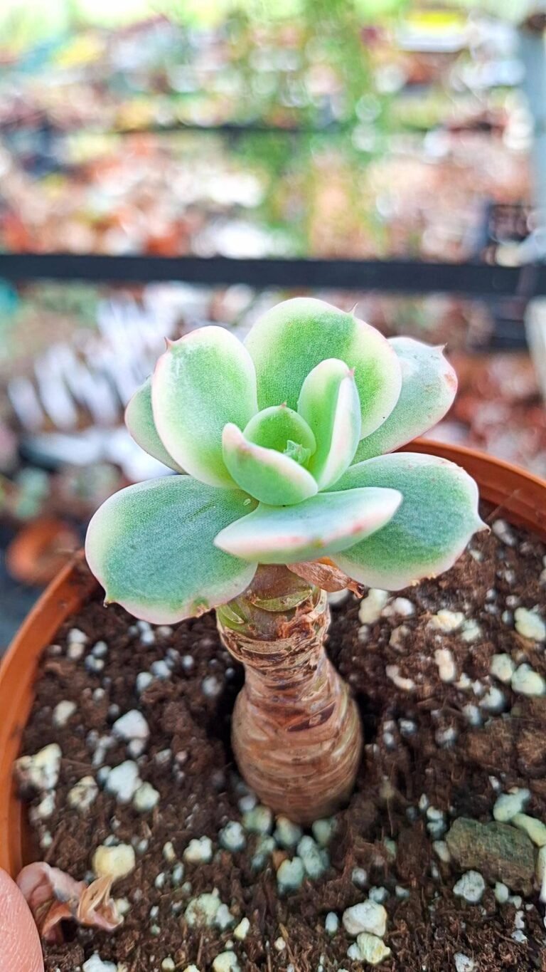 Siracactus-succulente-Echeveria-raindrops-variegata-korean.jpg