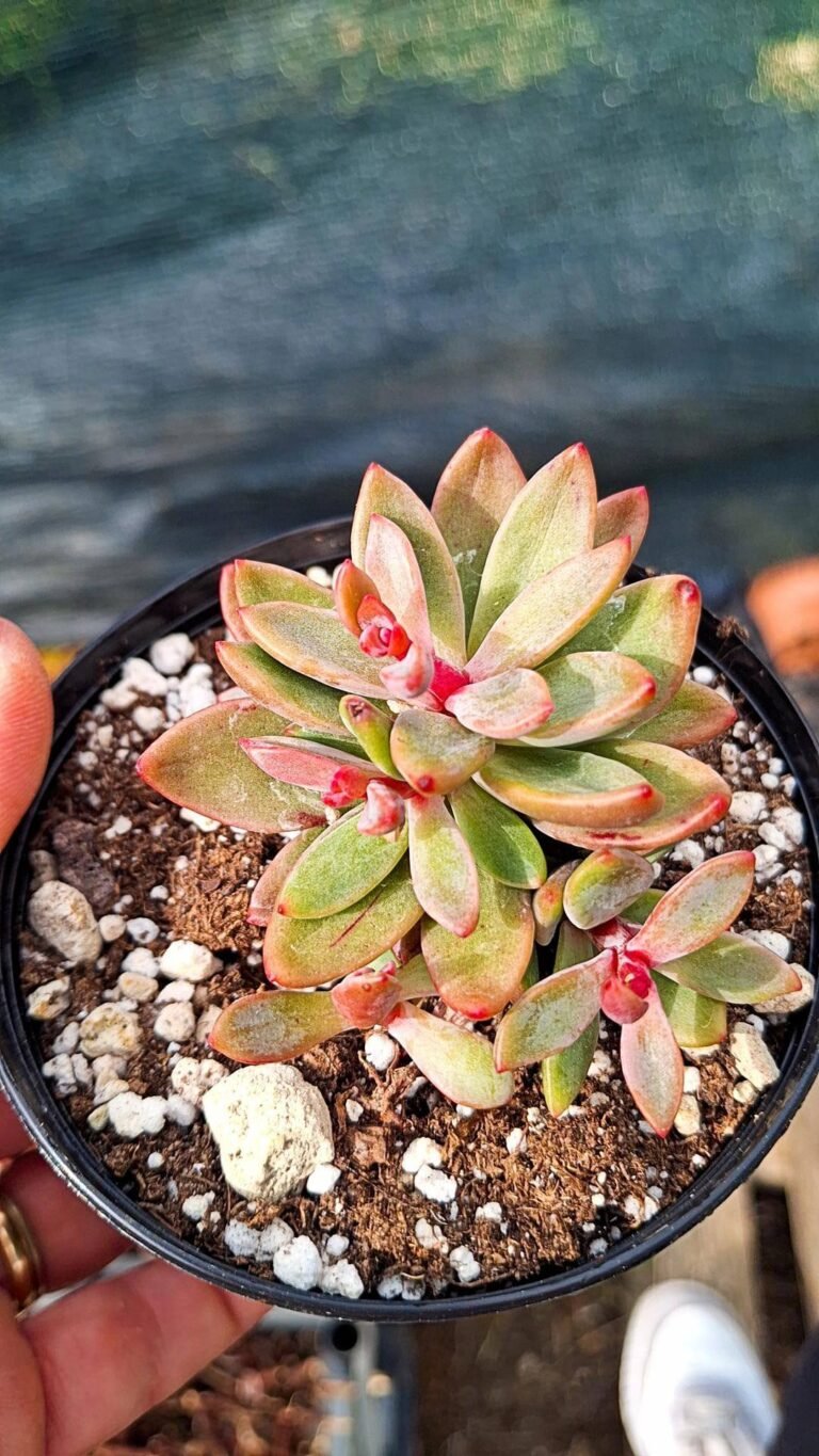 Echeveria Rezry Korean