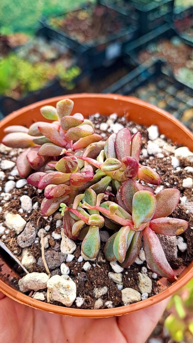 Echeveria rezry Variegata korean