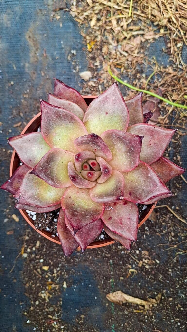 Echeveria agavoides romeo