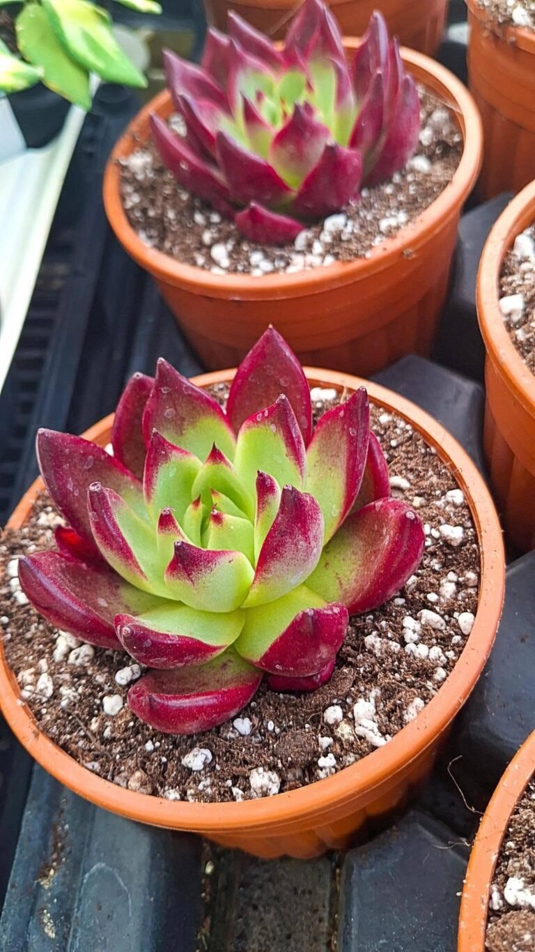 Echeveria Rose diana korean