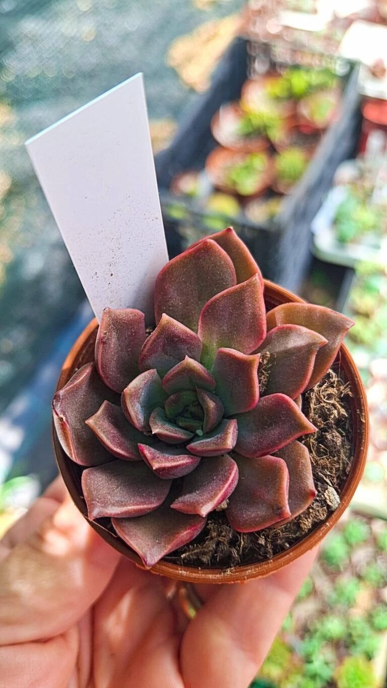 Echeveria rubra