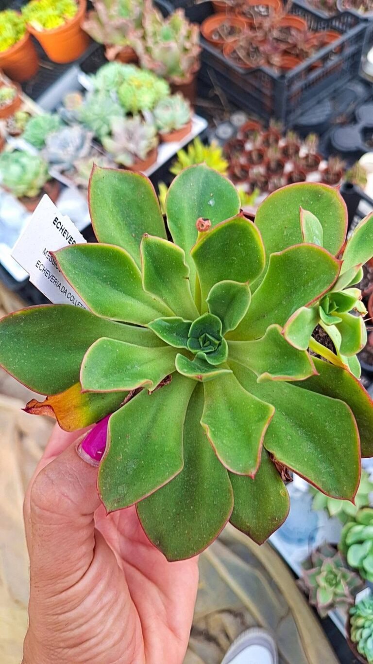 Echeveria Salsa Verde