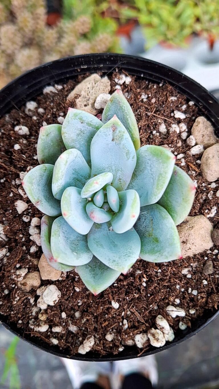 Echeveria sang-a korean