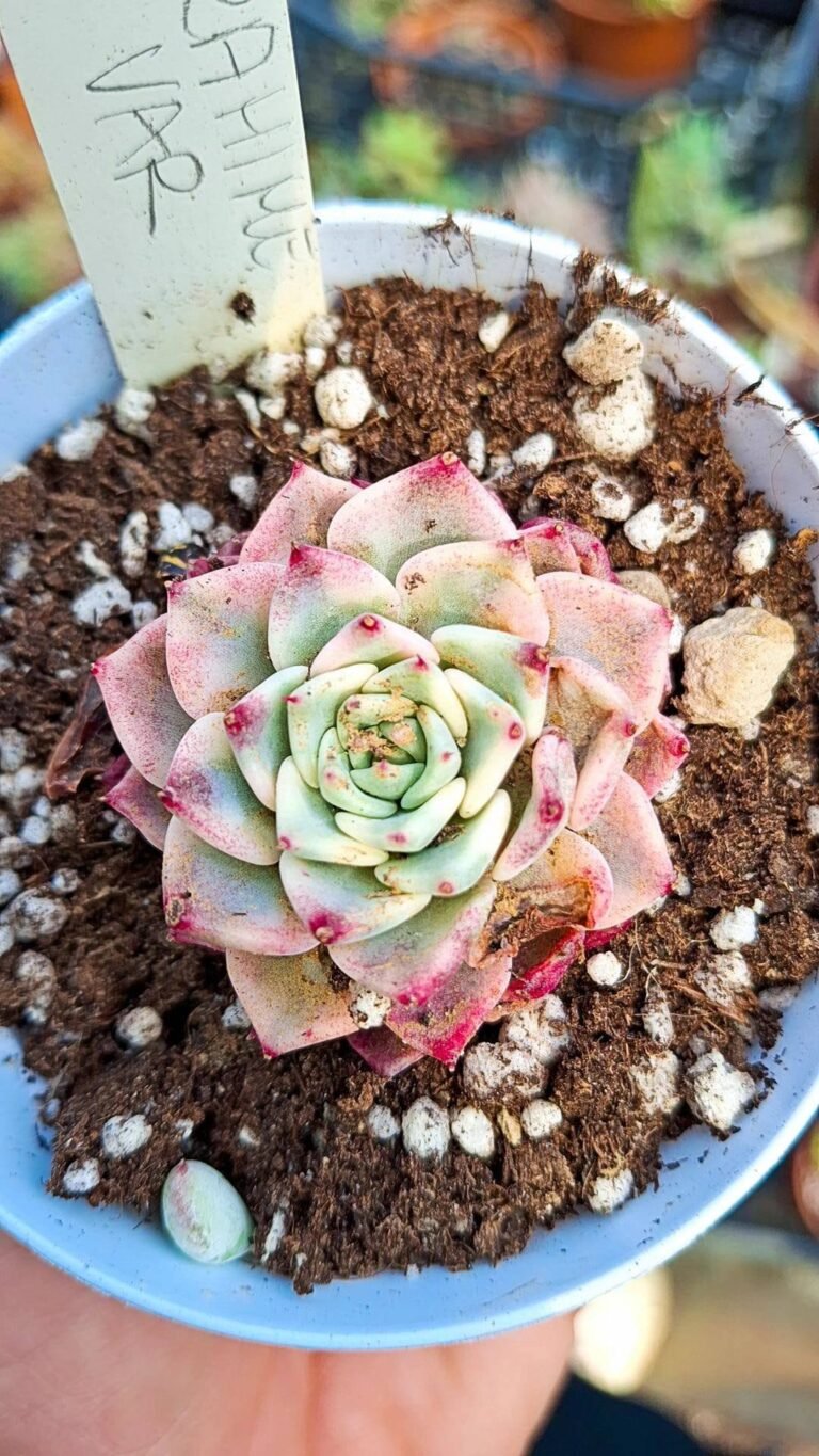 Echeveria sarahime Variegata korean