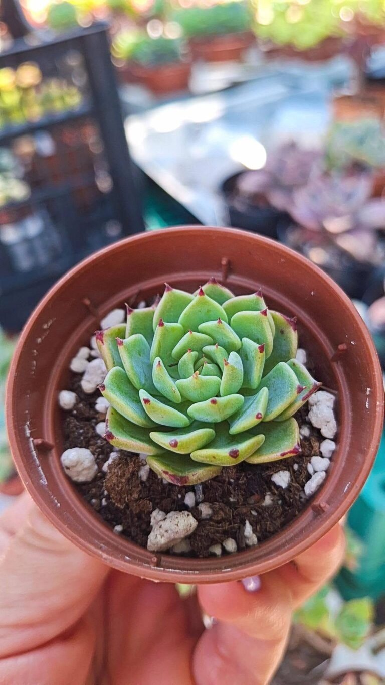 Echeveria sarahime korean