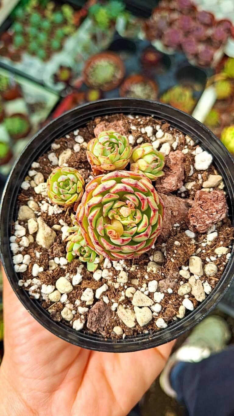 Echeveria secunda reglensis