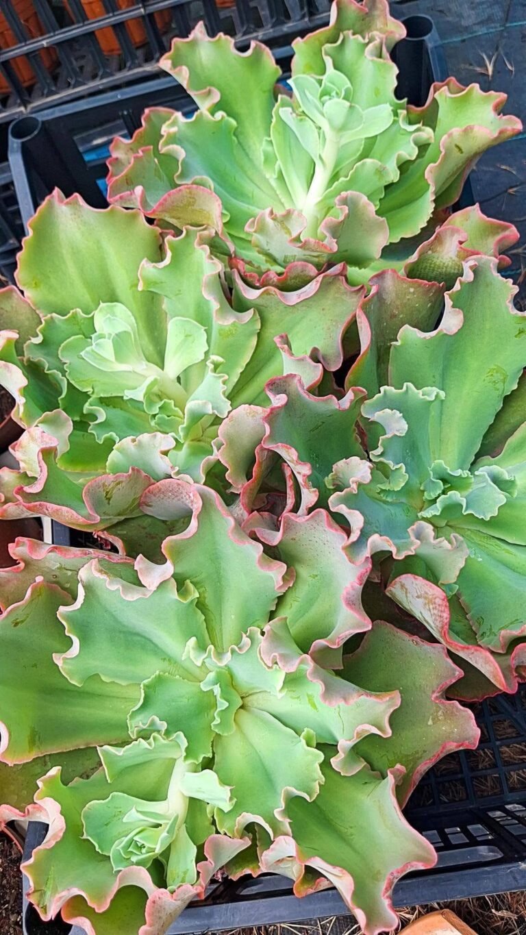 Echeveria Shaviana big