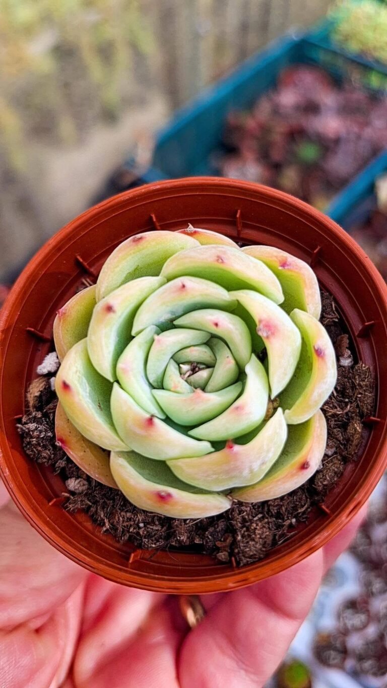 Echeveria Silhouette