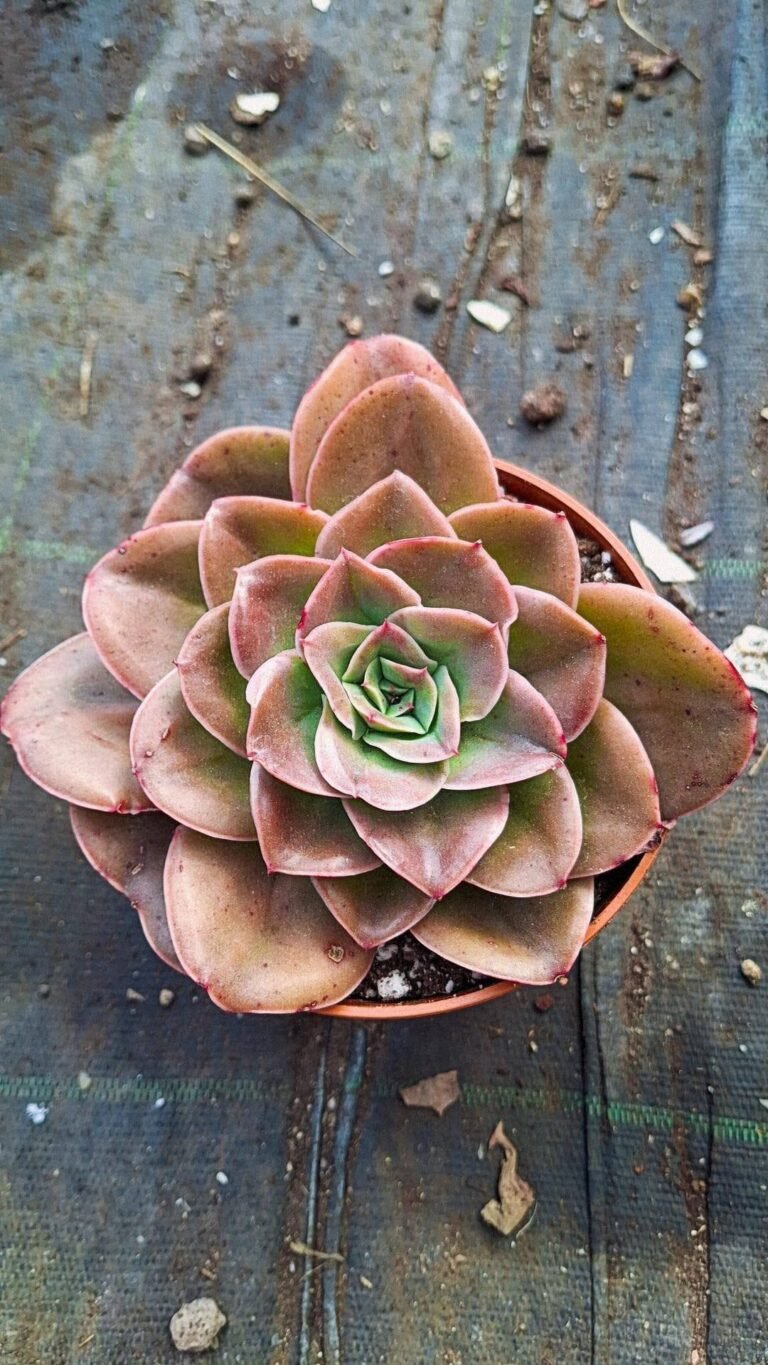 Siracactus-succulente-Echeveria-silk-rose-korean-1.jpg