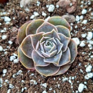 Echeveria silk rose korean