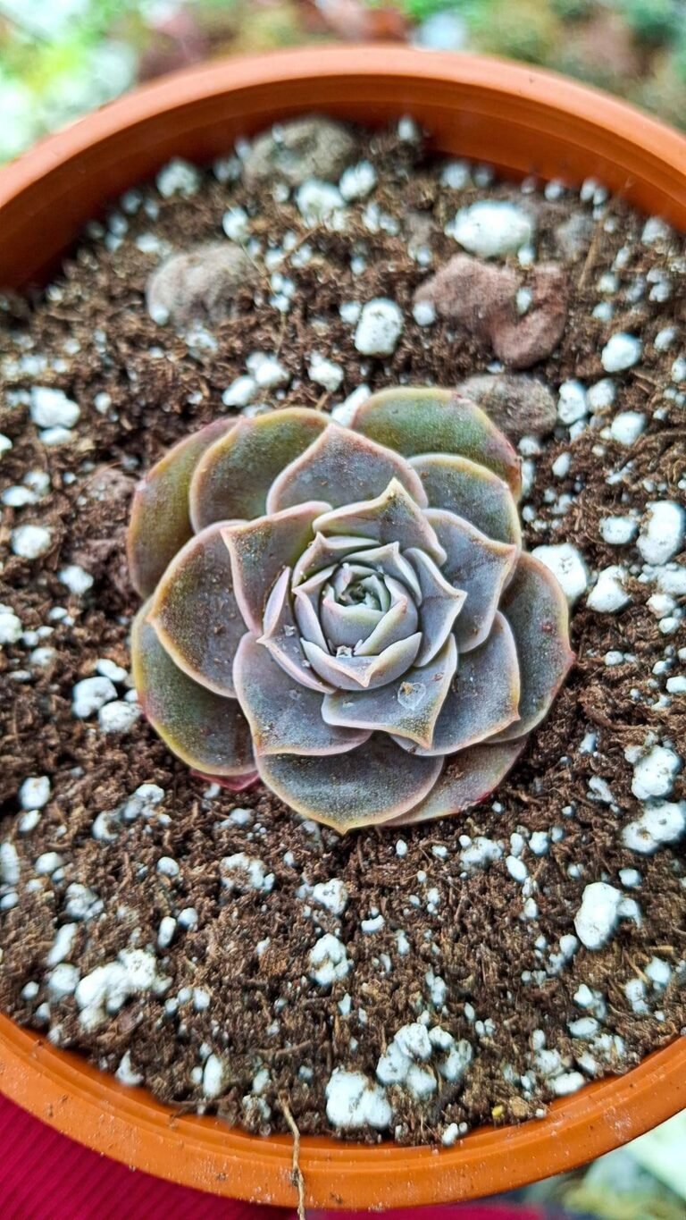 Siracactus-succulente-Echeveria-silk-rose-korean.jpg
