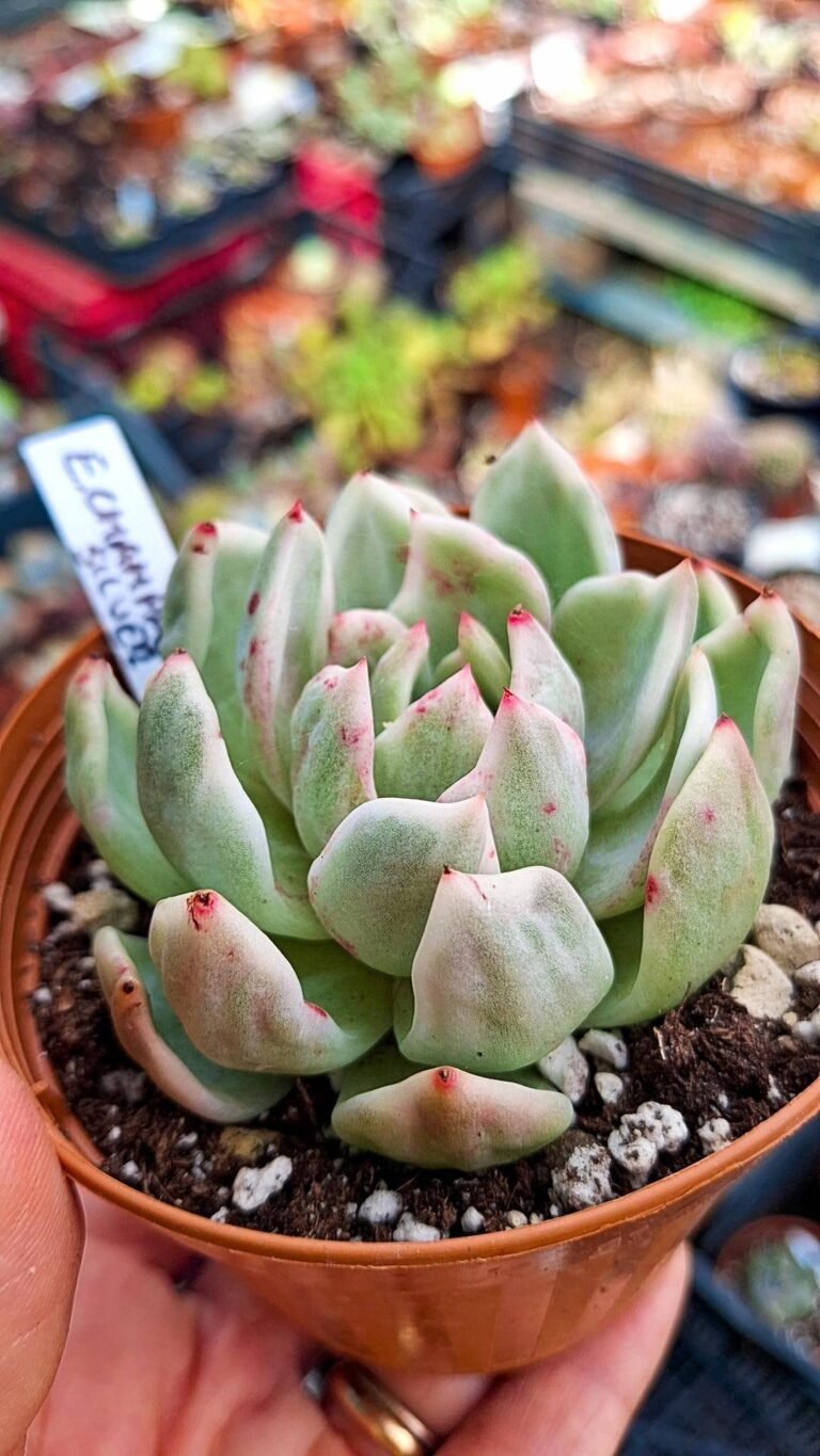 Echeveria silver champagne Variegata korean