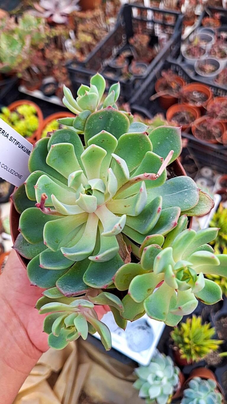 Echeveria Sitifukumiama