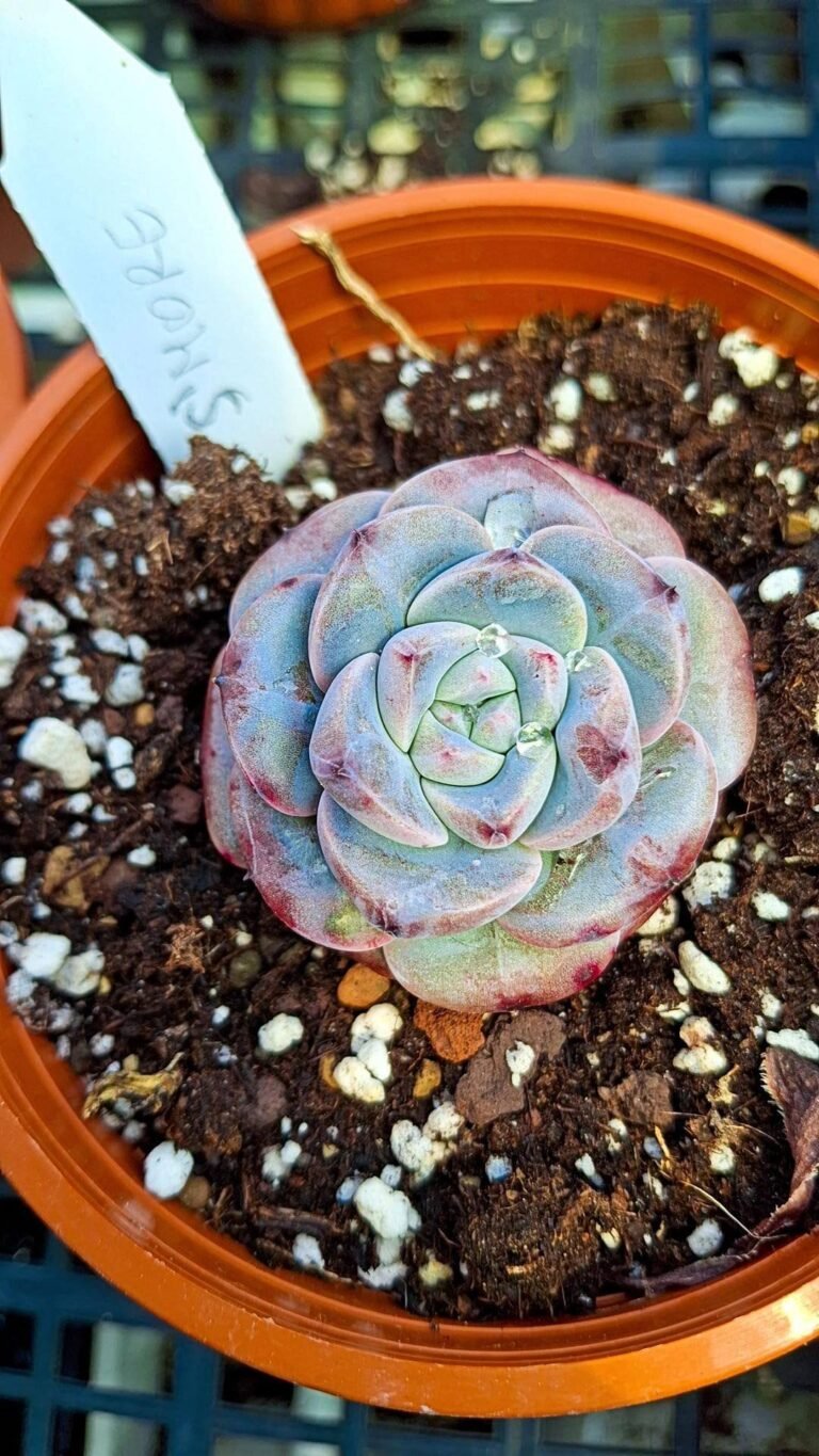 Siracactus-succulente-Echeveria-smore-korean.jpg