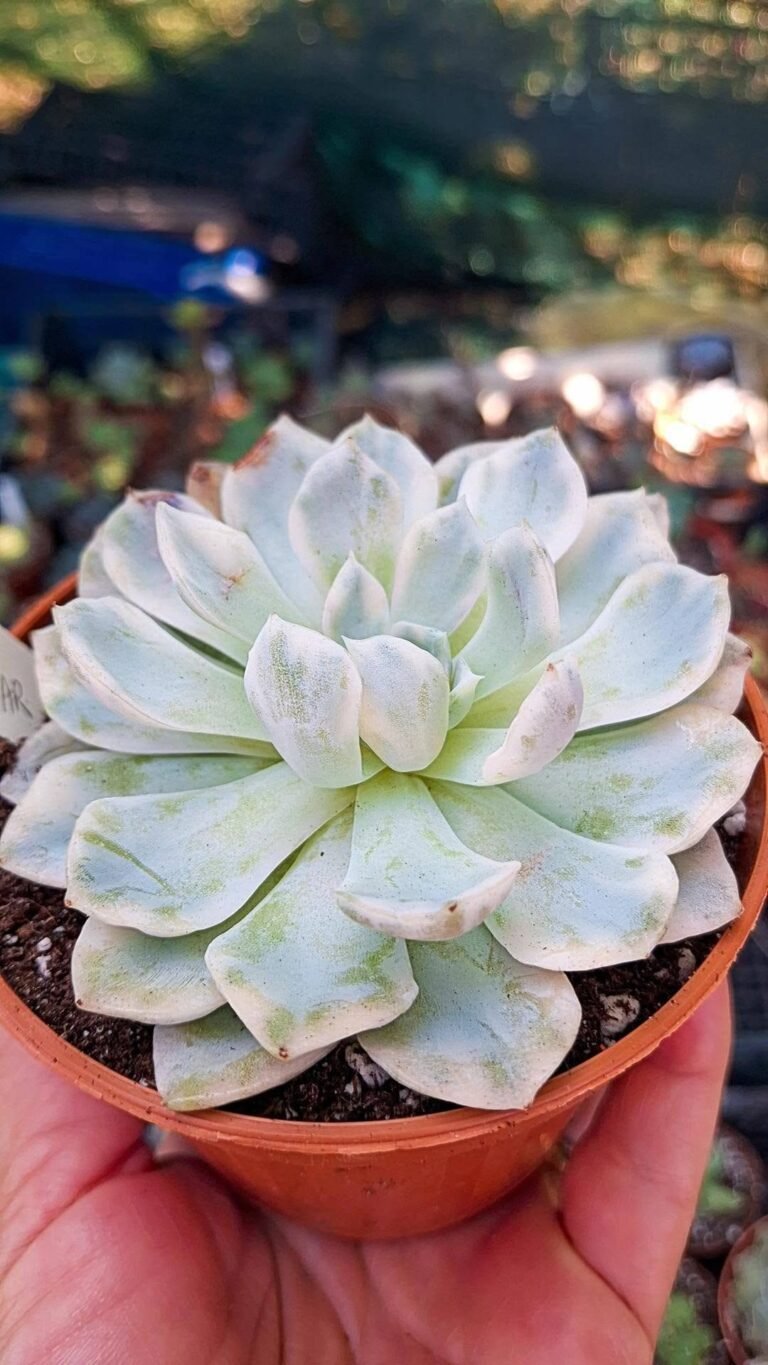 Echeveria snowball Mexican Variegata korean