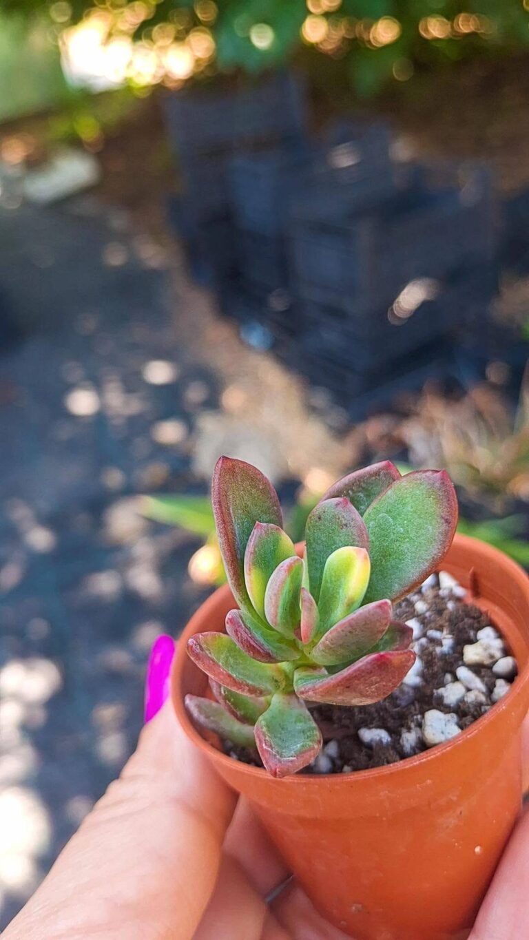 Echeveria sp Variegata