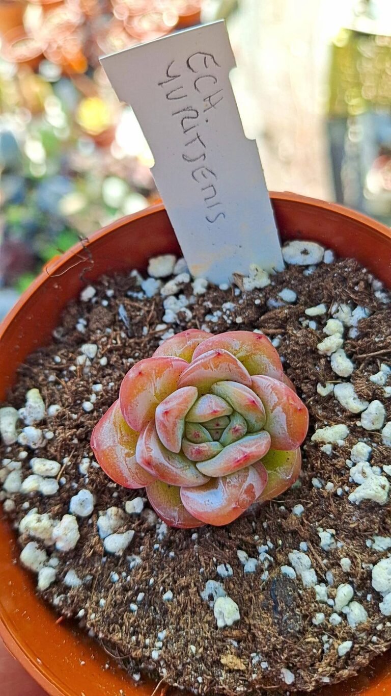 Siracactus-succulente-Echeveria-star-jelly-korean.jpg