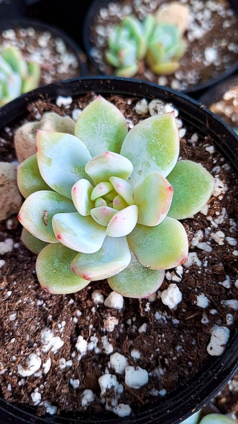 Siracactus-succulente-Echeveria-star-orange.jpg