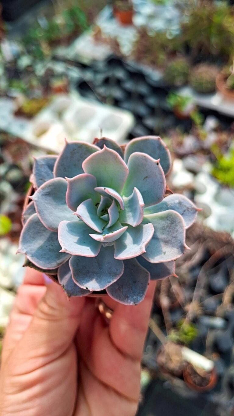 Echeveria Subsessilis