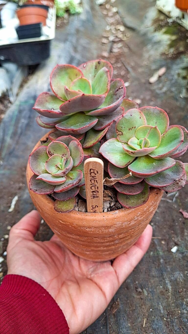 Siracactus-succulente-Echeveria-suyon-cluster.jpg